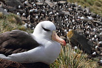 Black browed albatross (Thalassarche melanophrys) and Rockhopper penguin (Eudyptes chrysocome) colonies amongst the Tussock grass on West Point Island, Falkland Islands.