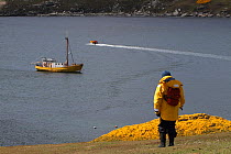 Yellow jacketed tourist by the flowering gorse at West Point Island, Falkland Islands, 2009.
