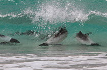Commerson's dolphins (Cephalorhynchus commerson) foraging in the surf on the beach at Saunders Island, Falkland Islands.