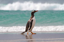 Gentoo penguin (Pygoscelis papua), clean and wet from the surf at The Neck, Saunders Island, Falkland Islands.