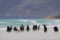 Gentoo penguins (Pygoscelis papua) gathered on a stormy beach. The Neck, Saunders Island, Falkland Islands.