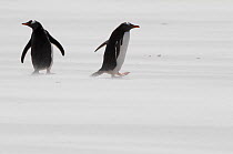 Gentoo penguins (Pygoscelis papua) in blowing sand on a stormy beach. The Neck, Saunders Island, Falkland Islands.
