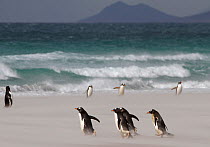 Gentoo penguins (Pygoscelis papua) on a stormy beach. The Neck, Saunders Island, Falkland Islands.
