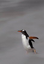 Gentoo penguin (Pygoscelis papua) walking into the wind and blowing sand on a stormy beach. The Neck, Saunders Island, Falkland Islands.