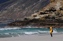 Tourist and Gentoo penguins (Pygoscelis papua) in blowing sand on Saunders Island, Falkland Islands, 2009.