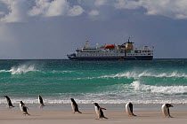 Gentoo penguins (Pygoscelis papua) in blowing sand with the "Ocean Nova" anchored beyond. Saunders Island, Falkland Islands, 2009.