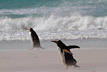 Gentoo penguins (Pygoscelis papua) enduring blowing sand on Saunders Island, Falkland Islands.
