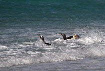 Gentoo penguins (Pygoscelis papua) heading out to sea to feed. The Neck, Saunders Island, Falkland Islands.
