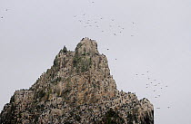 Peak of Shag Rocks, populated by  Imperial shag / Blue eyed cormorant colony (Phalacrocorax atriceps), Southern Ocean.