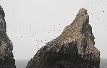 Peak of Shag Rocks, populated by  Imperial shag / Blue eyed cormorant colony (Phalacrocorax atriceps), Southern Ocean.
