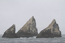 Shag Rocks, populated by Imperial shag / Blue eyed cormorant colony (Phalacrocorax atriceps), Southern Ocean.