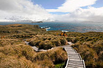 Mountains seen across the Bay of Isles and the boardwalk on Prion Island, South Georgia, 2009.