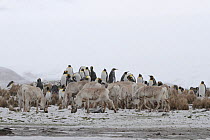 King penguins (Aptenodytes patagonicus) and Reindeer (Rangifer tarandus) on Fortuna Bay in snow, South Georgia.