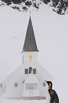 King penguin (Aptenodytes patagonicus) in front of Grytviken Church in snow, South Georgia, 2009.