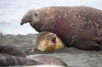 Injured bull Elephant seal (Mirounga genus) resting on top of one of his females. Gold Harbour, South Georgia.