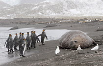 King penguins (Aptenodytes patagonicus), Snowy sheathbills (Chionis alba) and Elephant seal (Mirounga genus) on the shore at Gold Harbour, South Georgia.