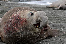 Bull Elephant seal (Mirounga genus) with badly torn nose at the end of the breeding season, South Georgia.