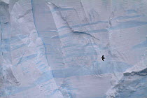 Giant petrel (Macronectes giganteus) flying in front of layered tabular iceberg, Antarctica.
