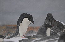 Nesting Adelie penguins (Pygoscelis adeliae) in snowstorm. Shingle Cove, Coronation Island, South Orkney Islands, Antarctica.
