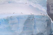 Flock of Antarctic / Southern fulmars (Fulmarus glacialoides) flying past iceberg, Antarctica, 2009.