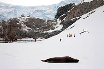 Tourists on the shore under a glacier on the Whittle Peninsula, with Weddell seal (Leptonychotes weddellii) in foreground, Antarctica, 2009.