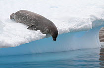 Weddell seal (Leptonychotes weddellii) preparing to dive into water from iceberg, Antarctica.