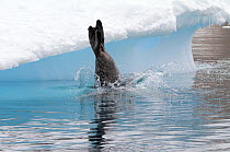 Weddell seal (Leptonychotes weddellii) diving into water from iceberg, Antarctica.