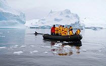 Tourists watching Minke whale (Balaenoptera acutorostrata) from inflatable boat. Cierva Cove, Antarctica, 2009.