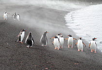 Group of Gentoo penguins (Pygoscelis papua) standing on steaming volcanic beach at Whalers Bay. Deception Island, South Shetland Islands, Antarctica.
