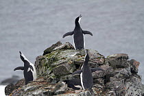 Male Chinstrap penguins (Pygoscelis antarcticus)  displaying on rocks. Half Moon Island, South Shetland Islands, Antarctica.