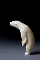 Polar bear figure carved from walrus ivory. Thule, Northwest Greenland.