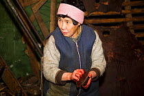 Yupik Eskimo woman sharpening Ulu (traditional knife). New Chaplino, Chukotskiy Peninsula, Chukotka, Siberia, Russia, 2010