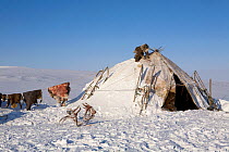 Chukchi woman scraping snow from top of her tent at a herders' winter camp on the tundra. Chukotskiy Peninsula, Chukotka, Siberia, Russia, spring 2010