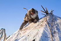 Chukchi woman scraping snow from top of her tent at a herders' winter camp on the tundra. Chukotskiy Peninsula, Chukotka, Siberia, Russia, spring 2010