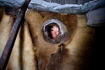 Chukchi woman looking through ventilation hole of tent. Chukotskiy Peninsula, Chukotka, Siberia, Russia, spring 2010