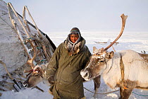 Young Chukchi herder holding draught Reindeer / caribou (Rangifer tarandus). Chukotskiy Peninsula, Chukotka, Siberia, Russia, spring 2010