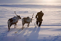 Chukchi herder leading two of his draught Reindeer / caribou (Rangifer tarandus). Chukotskiy Peninsula, Chukotka, Siberia, Russia, spring 2010