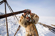 Chukchi reindeer herder erecting frame of a Yaranga (traditional tent). Chukotskiy Peninsula, Chukotka, Siberia, Russia, spring 2010