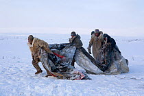 Chukchi reindeer herders preparing cover of their Yaranga (traditional tent). Chukotskiy Peninsula, Chukotka, Siberia, Russia, spring 2010