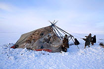 Chukchi reindeer herders putting cover on their Yaranga (traditional tent). Chukotskiy Peninsula, Chukotka, Siberia, Russia, spring 2010