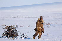 Young Chukchi reindeer herder dragging firewood back to camp on his sled. Chukotskiy Peninsula, Chukotka, Siberia, Russia, spring 2010