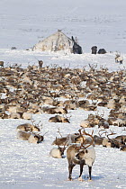 Reindeer / caribou (Rangifer tarandus) herd at  Chukchi herders' winter camp on the tundra. Chukotskiy Peninsula. Chukotka, Siberia, Russia, spring 2010