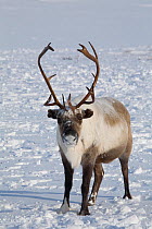Portrait of Reindeer / caribou (Rangifer tarandus) at winter pastures on the Chukotskiy Peninsula. Chukotka, Siberia, Russia.