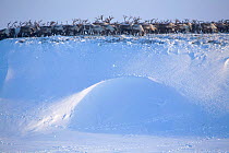 Herd of Reindeer / caribou (Rangifer tarandus) being driven along ridge near their winter pastures on the Chukotskiy Peninsula. Chukotka, Siberia, Russia, 2010
