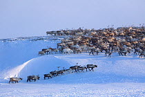 Herd of Reindeer / caribou (Rangifer tarandus) being driven along ridge near their winter pastures on the Chukotskiy Peninsula. Chukotka, Siberia, Russia, 2010