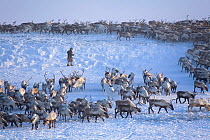 Herd of Reindeer / caribou (Rangifer tarandus) being rounded up at their winter pastures on the Chukotskiy Peninsula. Chukotka, Siberia, Russia, 2010
