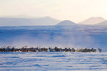Herd of Reindeer / caribou (Rangifer tarandus) being driven across tundra near their winter pastures on the Chukotskiy Peninsula. Chukotka, Siberia, Russia, 2010