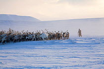 Chukchi man rounding up herd of Reindeer / caribou (Rangifer tarandus) near their winter pastures on the Chukotskiy Peninsula. Chukotka, Siberia, Russia, spring 2010