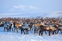 Herd of Reindeer / caribou (Rangifer tarandus) near their winter pastures on the Chukotskiy Peninsula. Chukotka, Siberia, Russia.