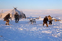 Chukchi herders struggling to subdue a lassoed Reindeer / caribou (Rangifer tarandus). Chukotskiy Peninsula, Chukotka, Siberia, Russia, spring 2010